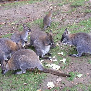 Bennett's wallabies at Woburn Safari Park, 14 November 2010