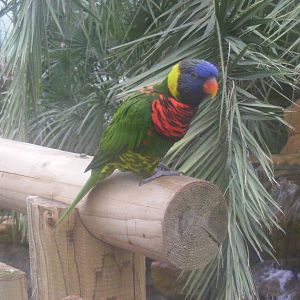 Green-naped rainbow lorikeet at Woburn Safari Park, 14 November 2010