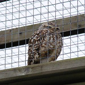 Burrowing owl at Woburn Safari Park, 14 November 2010