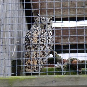 Indian eagle owl at Woburn Safari Park, 14 November 2010