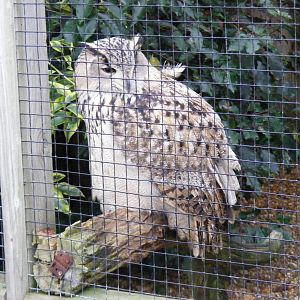 Turkmenian eagle owl at Woburn Safari Park, 14 November 2010