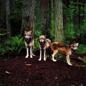 timber wolves