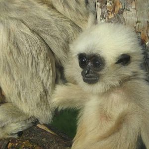 Baby Pileated Gibbon.
