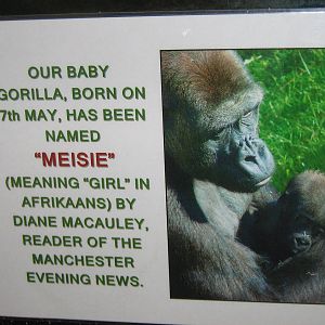 Baby Gorilla Sign.