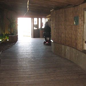 Western Lowland Gorilla Viewing.