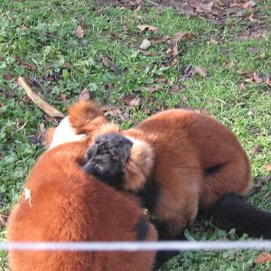 Red Ruffed Lemur Pair.