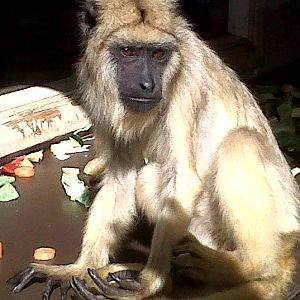 Black Howler Female.