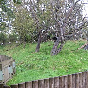 North American Tree Porcupine Enclosure.