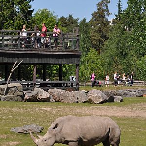 Rhino on the savannah at Kolmarden Wildlife Park