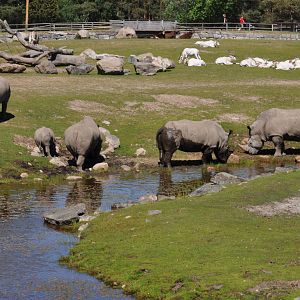 White rhinos on Savannah Kolmarden Wildlife Park