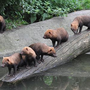 Bushdogs at Kolmarden Wildlife Park