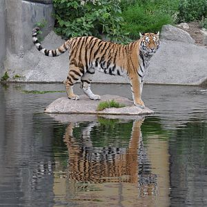 Tiger walking over river at Kolmarden Wildlife Park