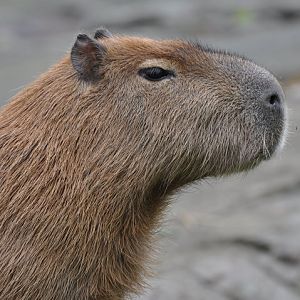 Capybara