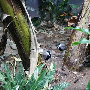 African Spur - Winged Plover