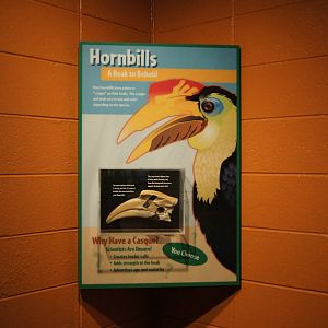 Rhinoceros Hornbill Display