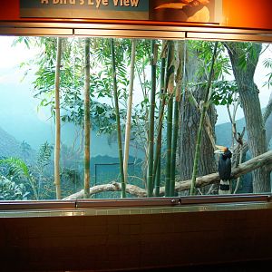 Rhinoceros Hornbill Exhibit