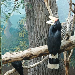 Rhinoceros Hornbill