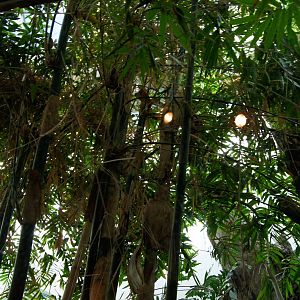 Rhinoceros Hornbill Exhibit