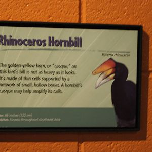 Rhinoceros Hornbill Sign