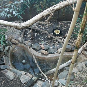 Rhinoceros Hornbill Exhibit