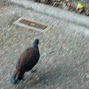 Rothschild's Pheasant