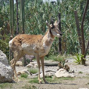 peninsular pronghorn antelope san juan de aragon zoo