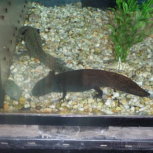 axolotl Los Coyotes Zoo