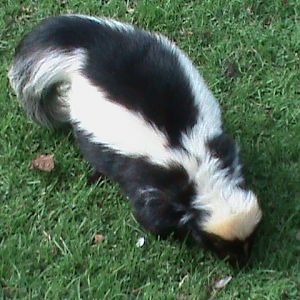 striped skunk 211010