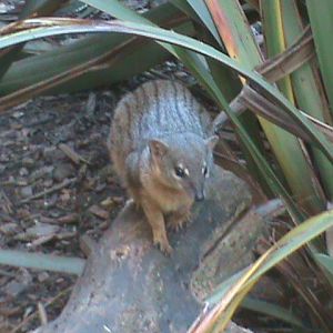 narrow-striped mongoose 211010