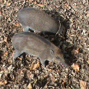 visayan or negros warty piglets 211010