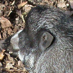 visayan or negros warty pig 211010