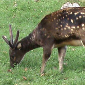 philippine spotted deer 211010