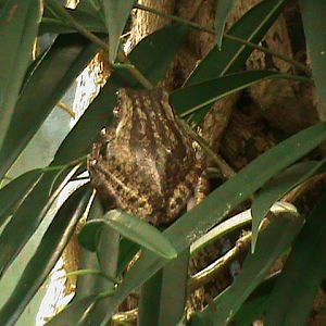 Asian foam-nesting treefrog 211010