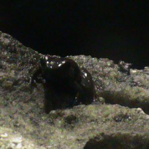 Trinidad stream frog 211010