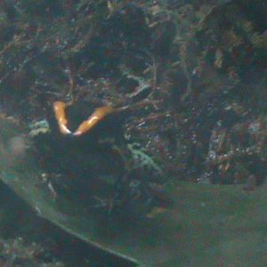 Golfodulcean poison dart frog 241010