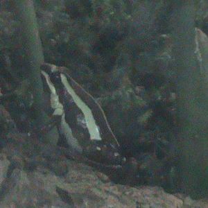 Phantasmal poison dart frog 241010