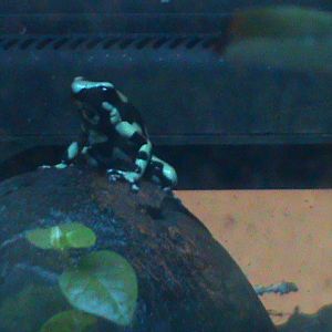 Dendrobates auratus 241010