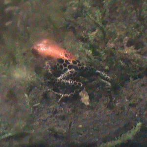 Reticulated poison dart frog 241010