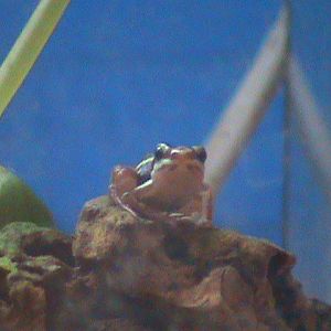 Epipedobates tricolor 241010