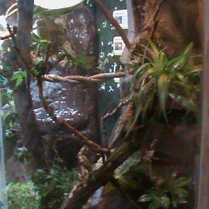 poison dart frog tank 241010