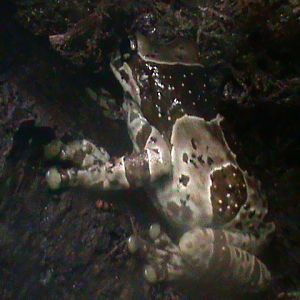 amazon milk frog 241010