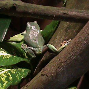 white's tree frog 241010