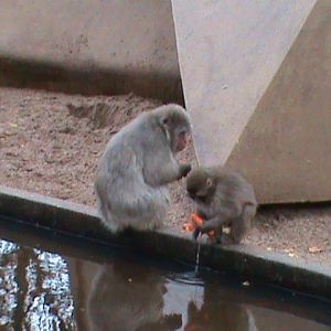 japanese macaques 061110