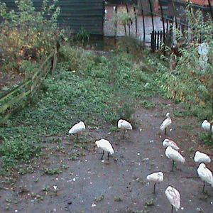 Dutch Wetlands Aviary 061110
