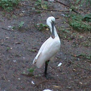 Eurasian spoonbill 061110