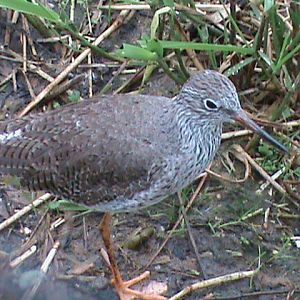 Common redshank? 061110