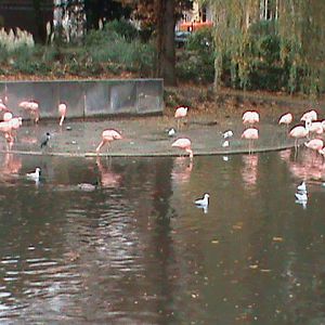 flamingos 061110