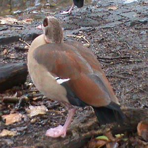 Egyptian goose 061110