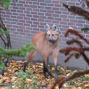 Maned wolf 061110