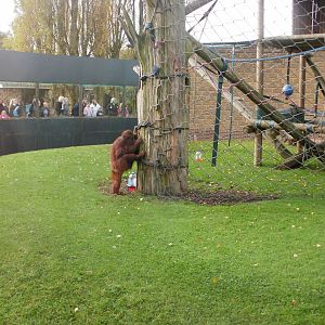 Orang-utan - 28.10.2010